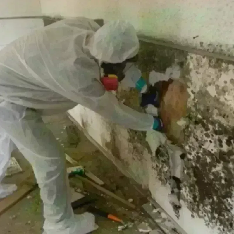 Mold Remediation and Removal in North Boston, NY